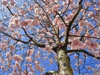 printemps-arbre-fleurs-4