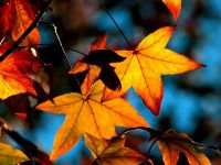 pretty-autumn-leaves