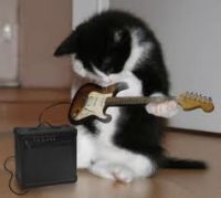 chat musicien